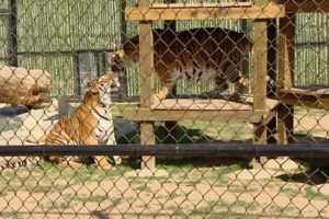 П'яний американець у зоопарку відскочив тигр П'яний американець у зоопарку відскочив тигр