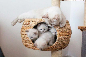 Невська маскарадна кішка - характер Невська маскарадна кішка - характер