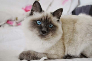 Невська маскарадна кішка: розгляд породи Невська маскарадна кішка: розгляд породи