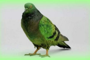 Незнайомець врятував місто сурну від голубного сміття Незнайомець врятував місто сурну від голубного сміття