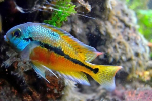 Нікарагуан сіхлазома - екзотична акваріумна риба Нікарагуан сіхлазома - екзотична акваріумна риба