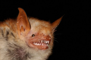 Приготований Приготований