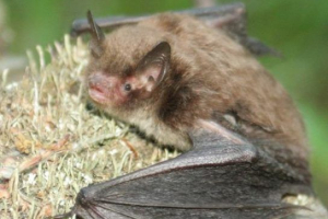 Нічна ніч Нічна ніч