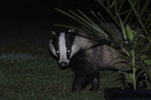 Нічні тварини - характеристики, походження, адаптація та приклади Нічні тварини - характеристики, походження, адаптація та приклади