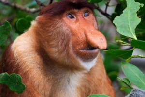 Новачок Новачок