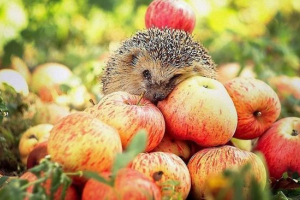 Роблять jersies носити гриби та яблука на спині? Роблять jersies носити гриби та яблука на спині?