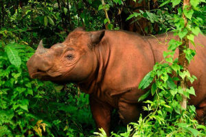 Ринос Ринос