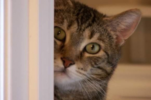 Новосибірськ кіт тиш викликав виклик бунт Новосибірськ кіт тиш викликав виклик бунт