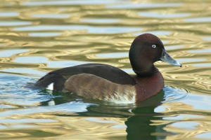 Викра бара Викра бара