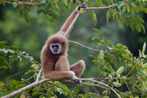 Про гіббони з точки зору науки Про гіббони з точки зору науки