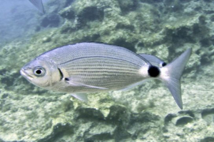 Вудс у чорному черепі Вудс у чорному черепі