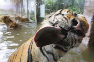 Кредити скляна - нова супер забава для тварин Кредити скляна - нова супер забава для тварин