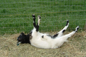 Користувачі: американські з слабкими нервами Користувачі: американські з слабкими нервами