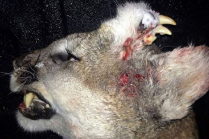 Побоюючись мутанта з іклами на спині голови Побоюючись мутанта з іклами на спині голови