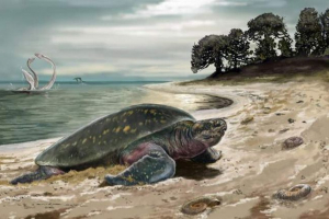 Була виявлена найстаріша морська черепаха планети, вона мала дві метра Була виявлена найстаріша морська черепаха планети, вона мала дві метра