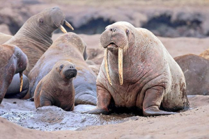 Спосіб життя та цікаві факти про walrus Спосіб життя та цікаві факти про walrus