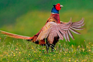 Спосіб життя та місце проживання фазанів Спосіб життя та місце проживання фазанів