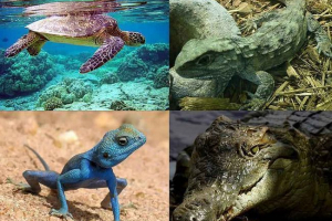 Загальні особливості та характерні риси рептилії Загальні особливості та характерні риси рептилії