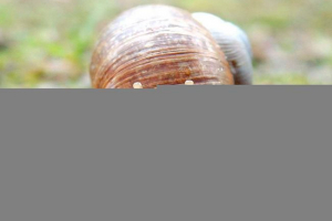 Загальна інформація про молюски Загальна інформація про молюски