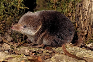 Звичайна барозубка. Яка тварина? Звичайна барозубка. Яка тварина?