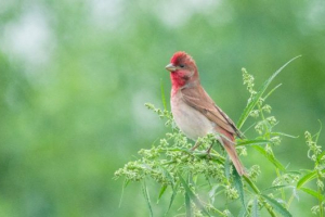 Звичайна сочевиця Звичайна сочевиця