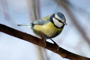 Звичайна лазорівка - місто бен Звичайна лазорівка - місто бен