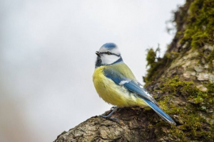 Звичайна лазорівка Звичайна лазорівка