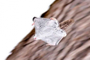 Звичайна літаюча - єдиний тип білка з перекладеного муханого жителя в росії Звичайна літаюча - єдиний тип білка з перекладеного муханого жителя в росії