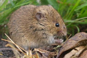 Звичайна полевка Звичайна полевка