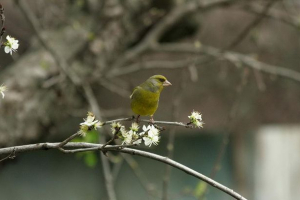 Звичайна зеленшка Звичайна зеленшка