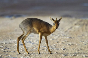 Звичайний дікдік і особливості його життя Звичайний дікдік і особливості його життя