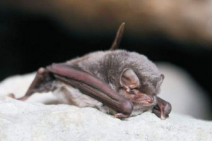 Звичайний довгий поштовий тип битвих мишей Звичайний довгий поштовий тип битвих мишей