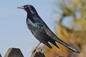 Звичайна річкова - недбалий птах Звичайна річкова - недбалий птах