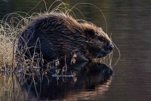 Звичайний, або євразійський, або річковий бобер Звичайний, або євразійський, або річковий бобер