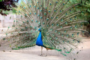 Звичайний павич