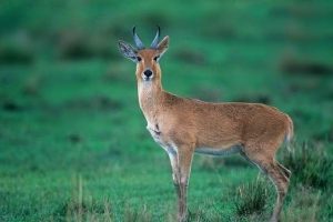 Звичайний округ, який називається тростиною Звичайний округ, який називається тростиною