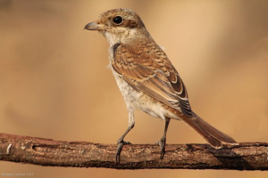 Звичайна джулана Звичайна джулана