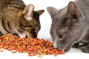 Perfect fit kat feed Perfect fit kat feed