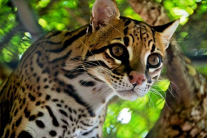 Оцелот - хижацька кішка, яка іноді знаменитість Оцелот - хижацька кішка, яка іноді знаменитість