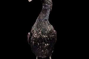 Затискач заклинань або шпелювання - що ми знаємо про цю птицю? Затискач заклинань або шпелювання - що ми знаємо про цю птицю?