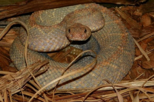 Монохромний робіст - червоний підвид отруйного каскавелла Монохромний робіст - червоний підвид отруйного каскавелла