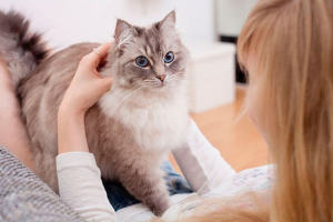 Одяг і цікаві факти про котів Одяг і цікаві факти про котів