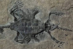 Odontochelis - стародавній вимерлий вигляд черепах Odontochelis - стародавній вимерлий вигляд черепах