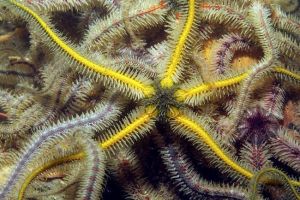 Umless або змії: будівництво, фото Umless або змії: будівництво, фото