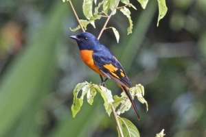 Fireburiy long-town lichinocoe - рай Fireburiy long-town lichinocoe - рай