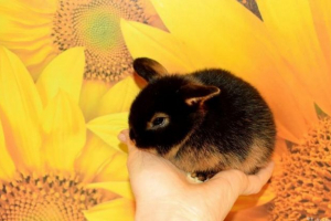 Пожежа карлика Пожежа карлика