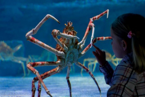 Величезний краб оселився в британському океанаріумі Величезний краб оселився в британському океанаріумі