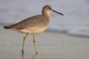 Okhotsk ulit - зникає назад Okhotsk ulit - зникає назад