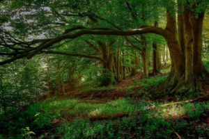 Захист та захист лісу Захист та захист лісу