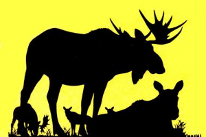 Захист тваринного світу свердловської області Захист тваринного світу свердловської області